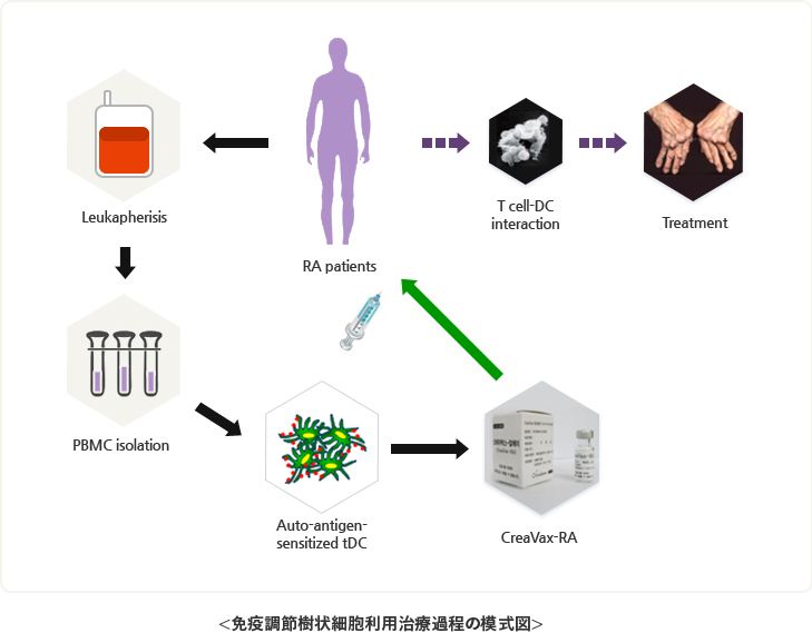 免疫調節樹状細胞利用治療過程の模式図